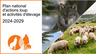 Photo loup et moutons pour introduire le Plan national d'action loup et activités d'élevage 2024-2029 