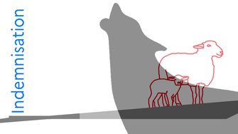 dessin de loup et mouton rouge pour illustrer l'indemnisation