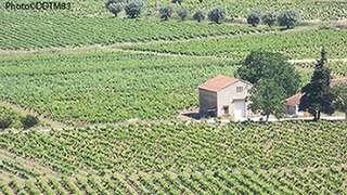 Maison au milieu des vignes