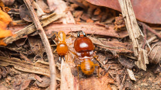 Photo de termites