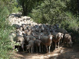 troupeau de mouton sur un chemin de campagne